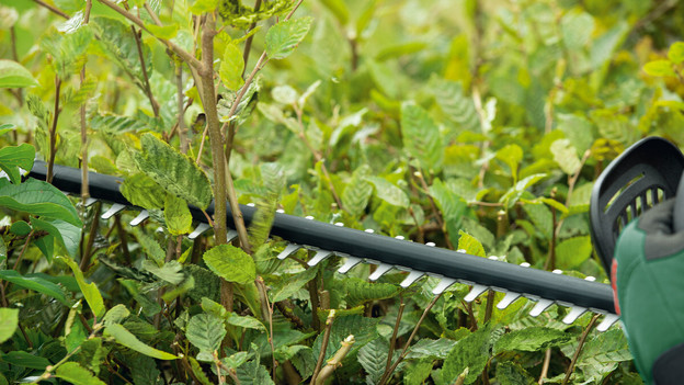 Trim the hedge with a Bosch hedge trimmer