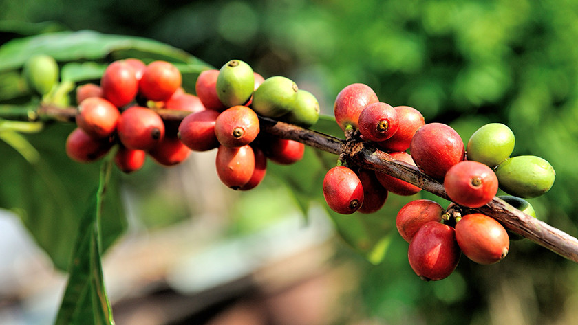 Herkunft der Arabica-Bohne