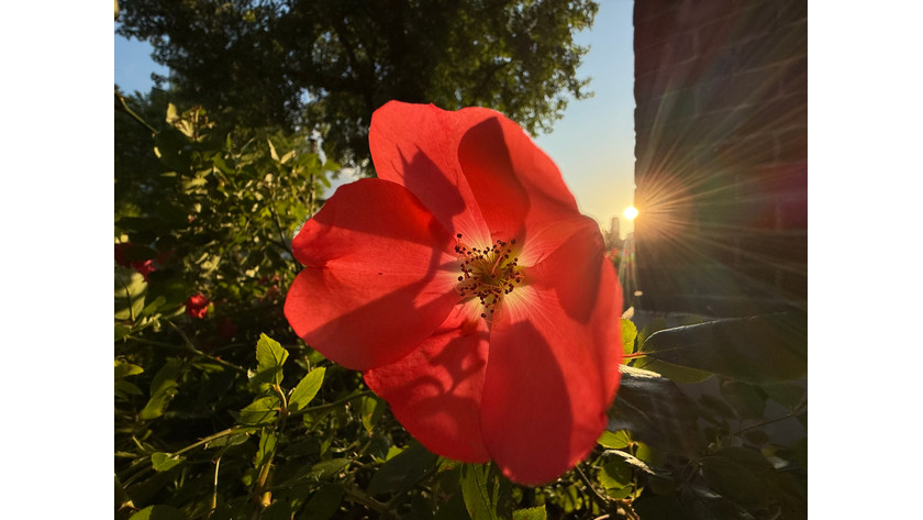 iPhone 16 Nahaufnahme Blume