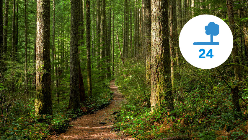 Energieeffizienzklasse E kostet das Jahreswachstum von 24 Bäumen