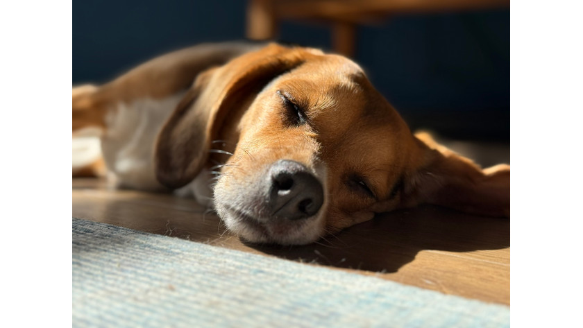 iPhone 16 Foto Haustier