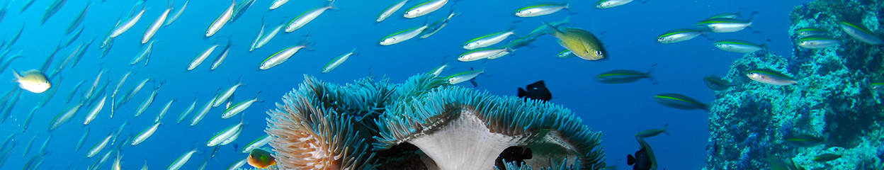 This is how you take the best underwater photo