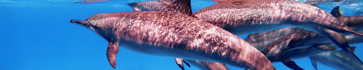 Alles über die GoPro HERO 10