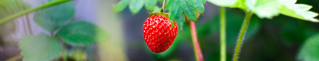 Was ist ein Makroobjektiv und wann ist es die beste Wahl?