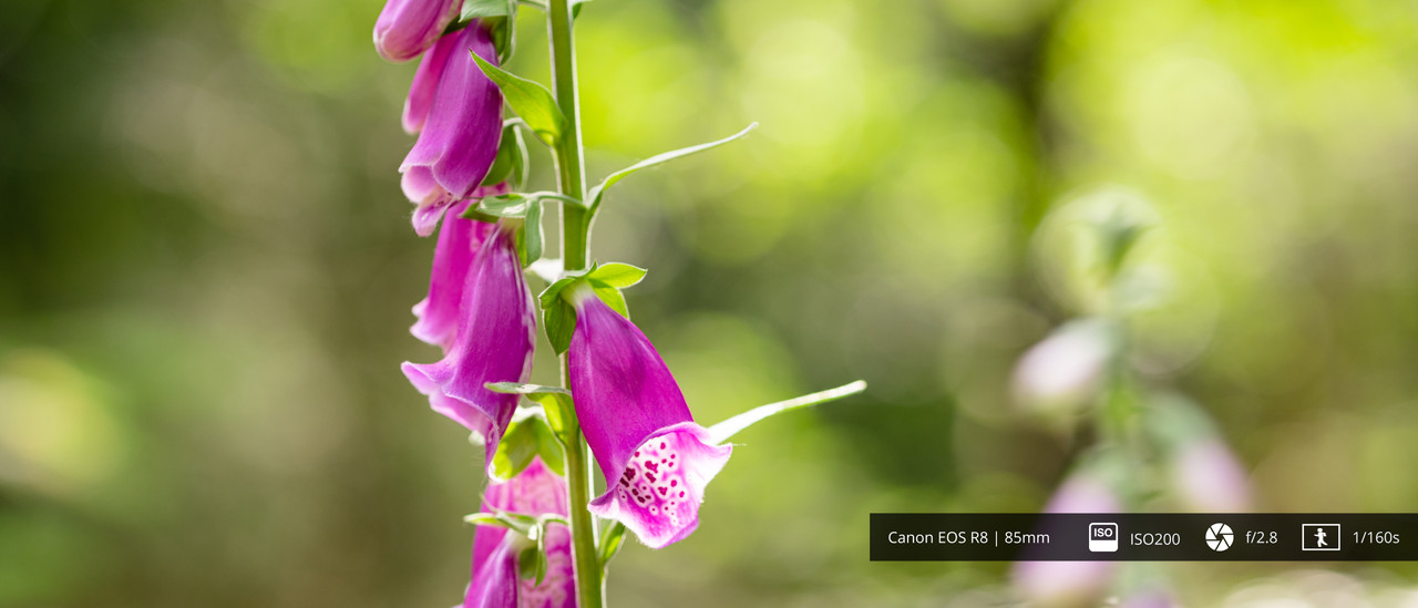 Macro photography