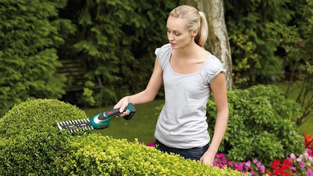 Prune buxus hedge into shape