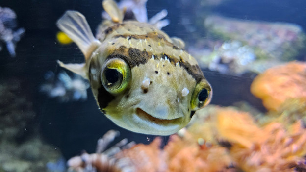 Standardobjektiv S23 Ultra