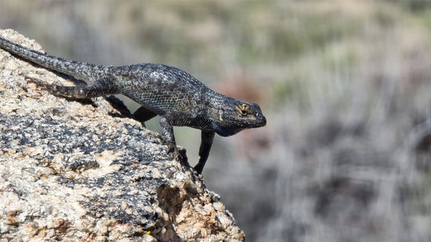 Tierfotografie Mobiltelefon