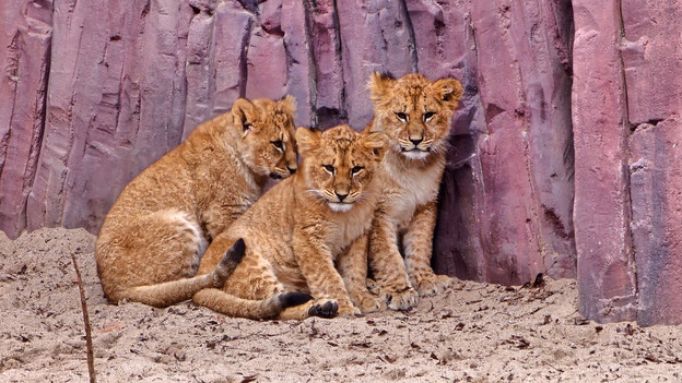 Teleobjektiv S23 Ultra