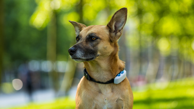 Dog with GPS tracker Tractive