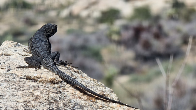 Drittelregel für Fotos mit dem Smartphone