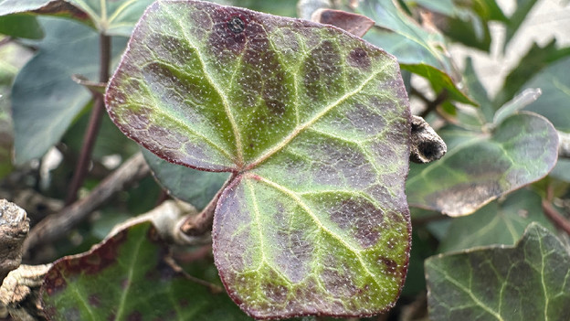 Mit der Makrofunktion kannst du auch kleine Details erkennen