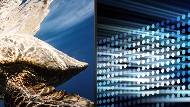 D80Q: Full Array Local Dimming