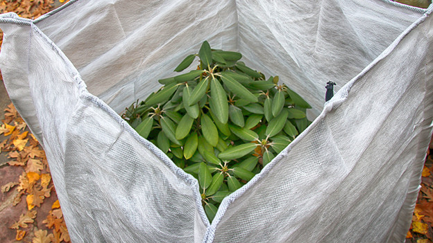 Freilandpflanzen vor der Winterkälte schützen