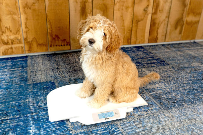 Alecto BC-30 Babywaage mit Tragetasche produkt in gebrauch