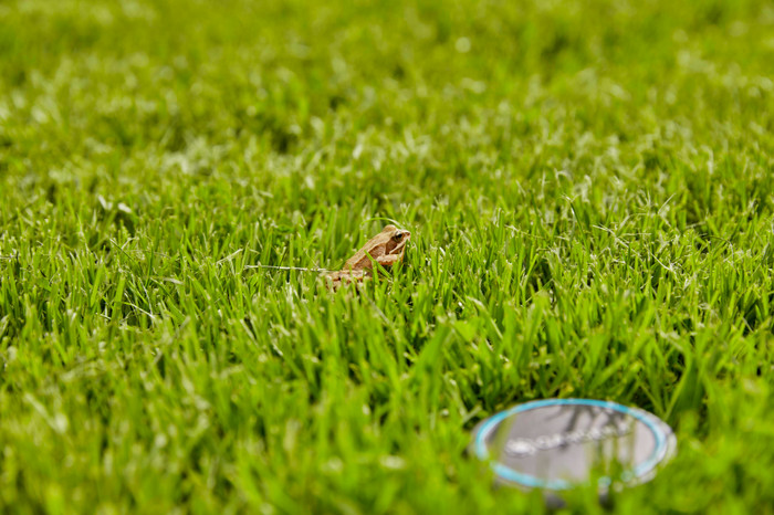 Gardena Bodenfeuchtesensor produkt in gebrauch