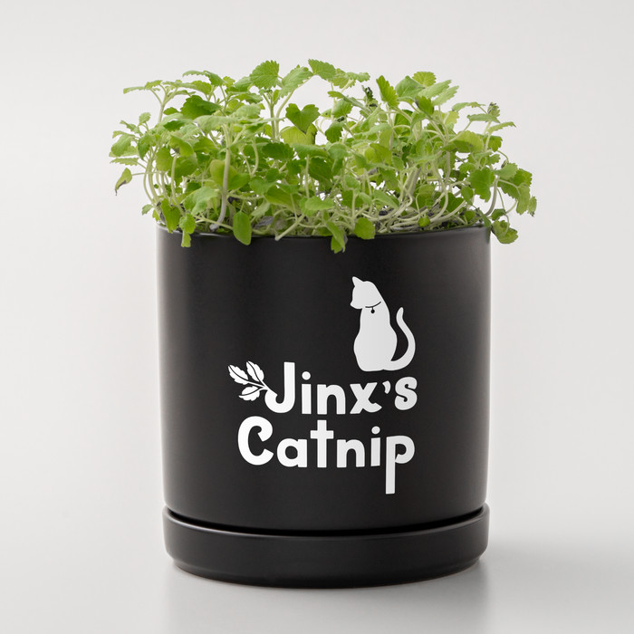 Cricut Smart Vinyl, abnehmbar, 24 x 91 cm, Weiß produkt in gebrauch