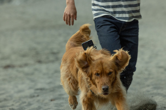 GoPro Fetch Dog Harness visual supplier