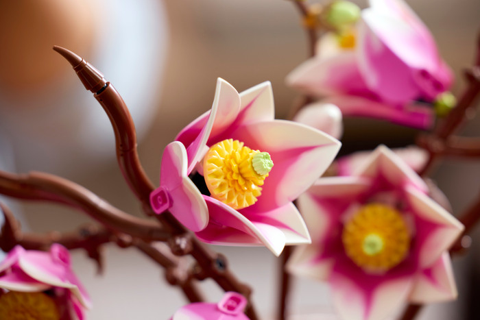 LEGO Botanicals Magnolienzweige 11510 produkt in gebrauch