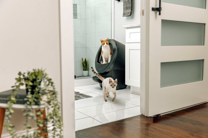 Whisker Litter-Robot 4 Schwarz produkt in gebrauch