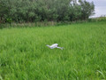 DJI Lito 1 + Remote Controller (Bild 4 von 4)