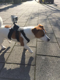 GoPro Fetch Dog Harness (Image 2 of 2)